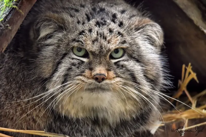 Фотография Алтая в Сафари-заповеднике Люминьи