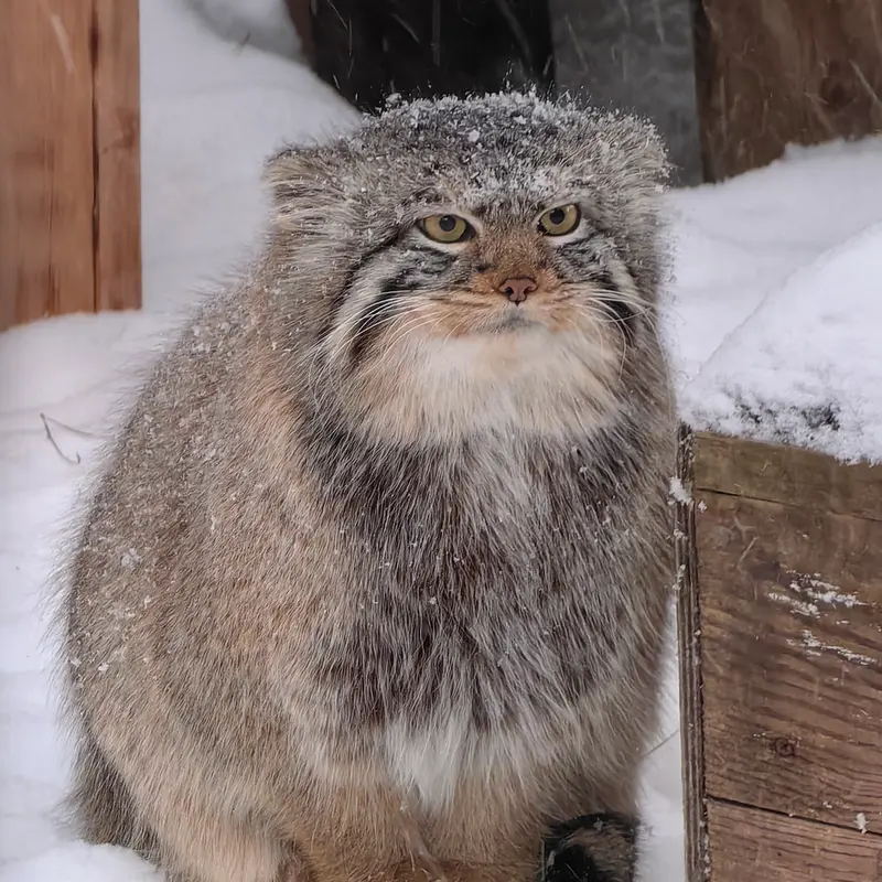 Фотография Евчика 2024 Г.р. Ⅱ в Новосибирском Зоопарке