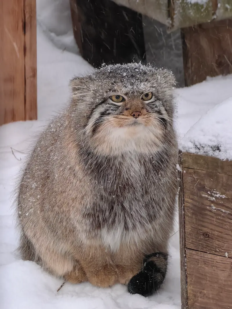 Фотография Евчика 2024 Г.р. Ⅱ в Новосибирском Зоопарке