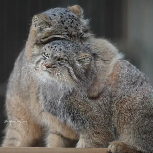 Фотография Хидэ и Ясу в Зоопарке и ботаническом саде Хигашияма