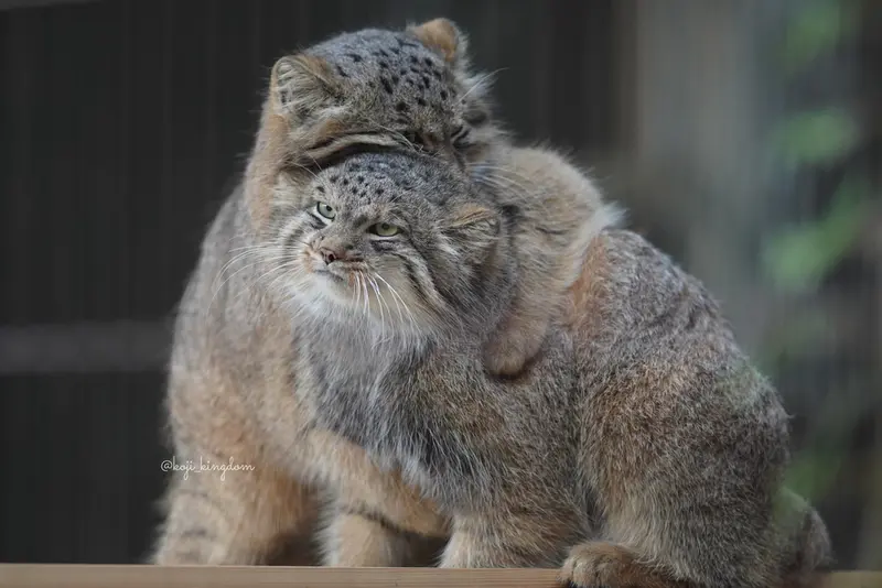 Фотография Хидэ и Ясу в Зоопарке и ботаническом саде Хигашияма