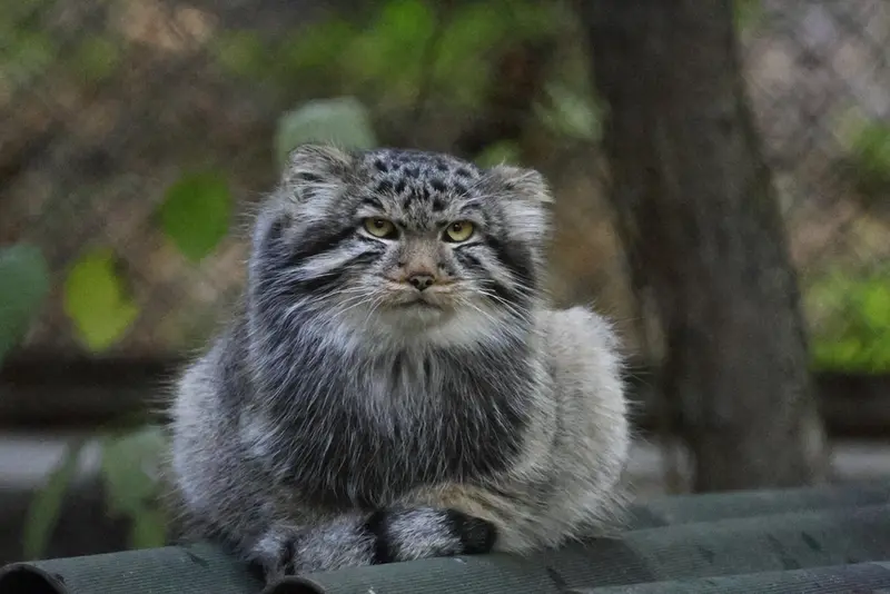 Фотография с манулом
