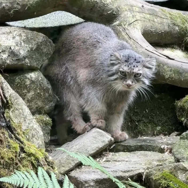 Фотография с манулом в Зоопарке Опель