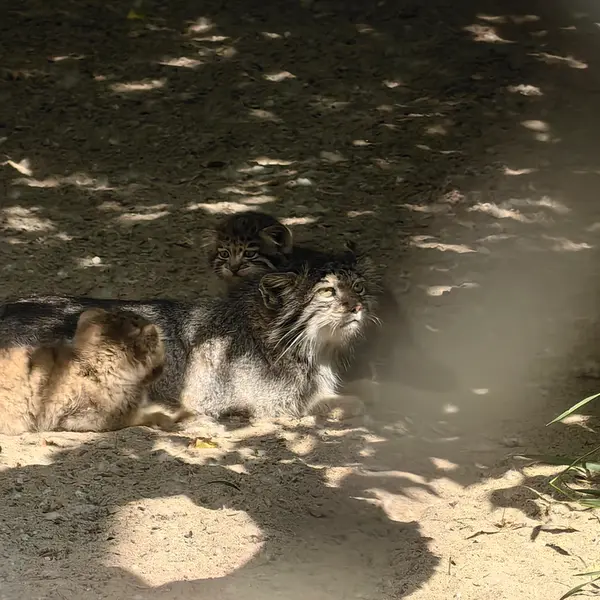 Фотография Рыжего в Новосибирском Зоопарке