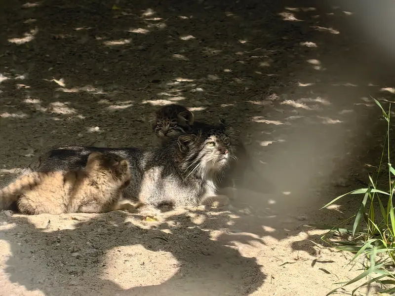 Фотография Рыжего в Новосибирском Зоопарке