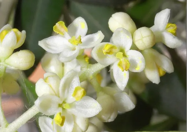 Фотография с манулом