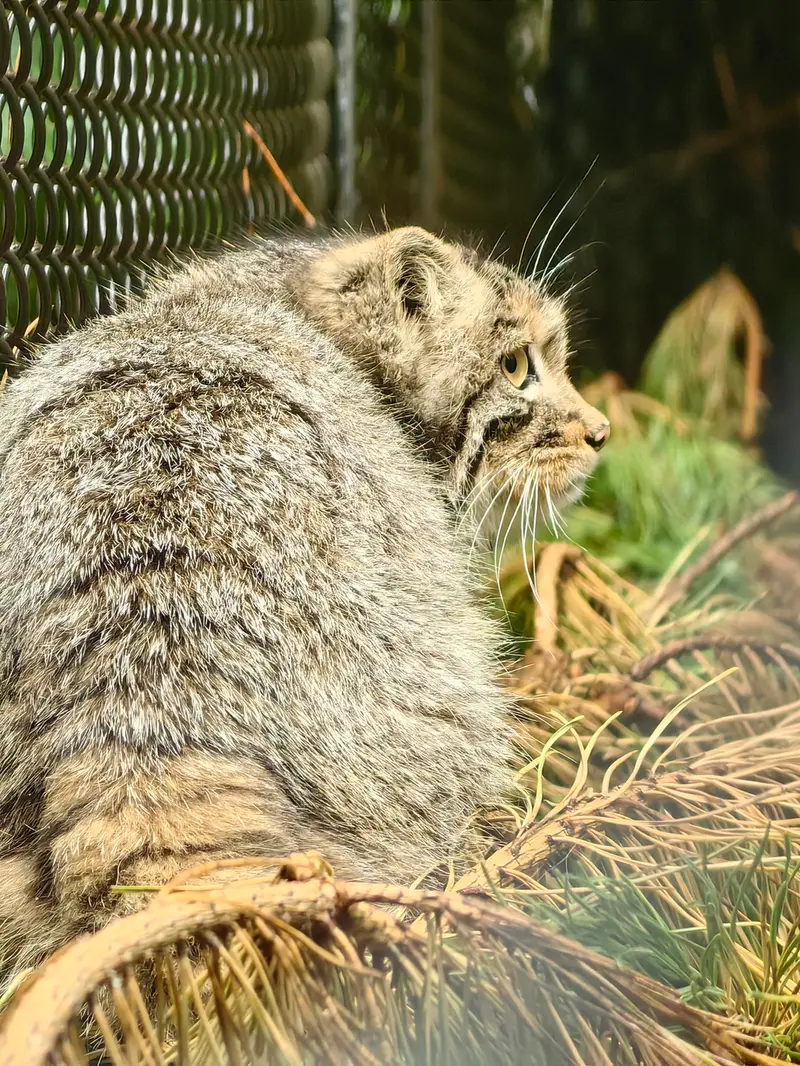 Фотография Аккема в Новосибирском Зоопарке