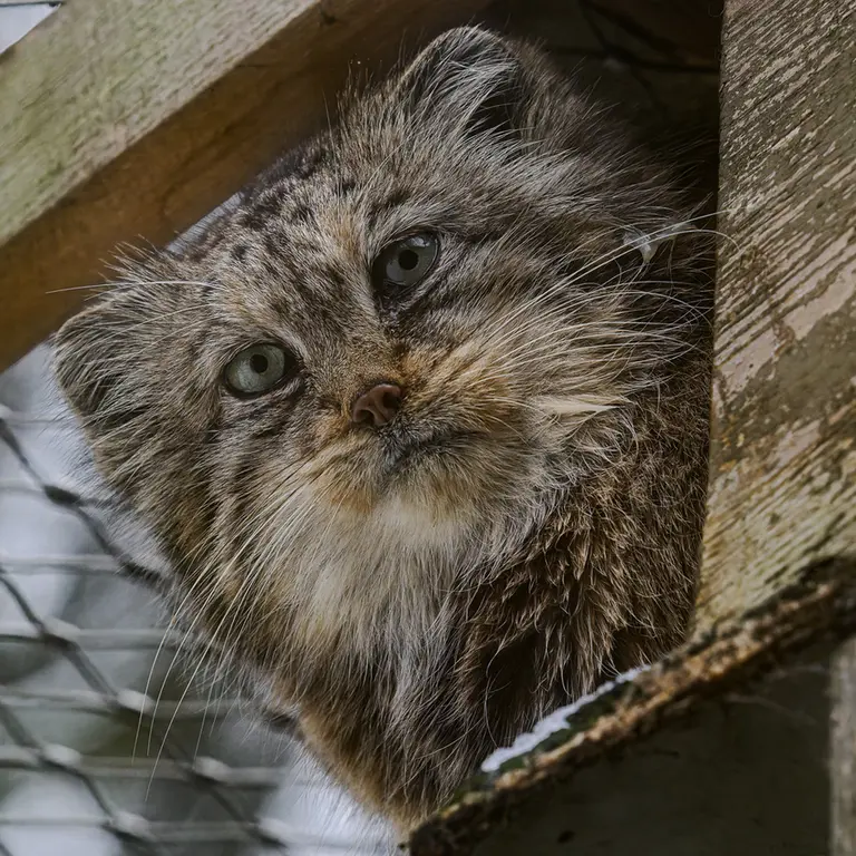 Фотография Ргаши в Йиглавском Зоопарке