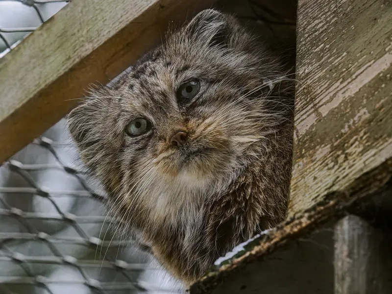 Фотография Ргаши в Йиглавском Зоопарке