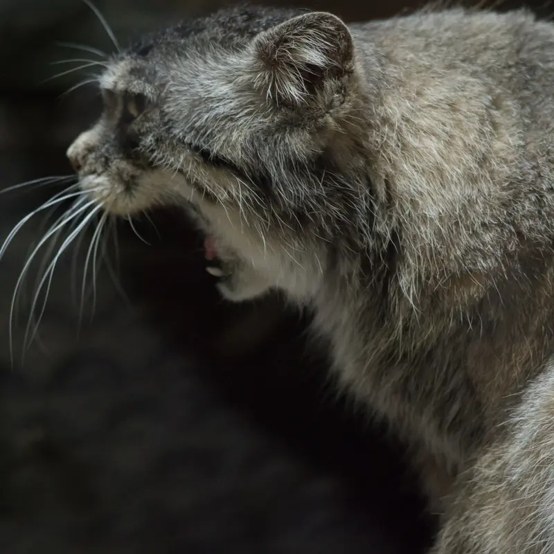 Фотография Примулы в Зоопарке Уено