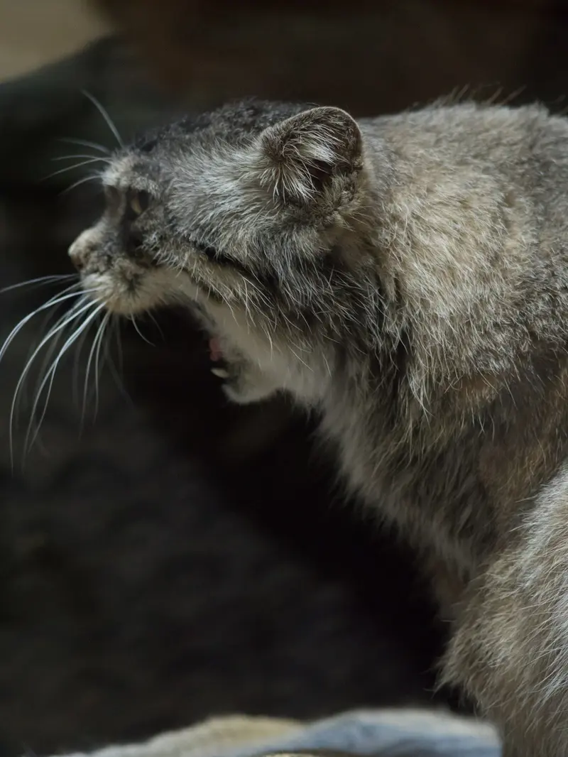 Фотография Примулы в Зоопарке Уено
