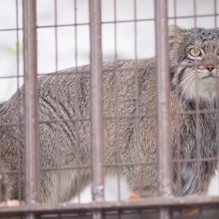 Фотография Фиги в Зоопарке Ногеяме