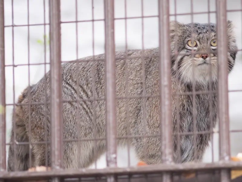 Фотография Фиги в Зоопарке Ногеяме