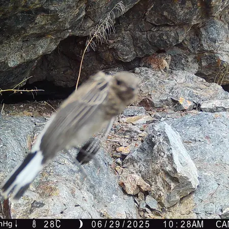 Фотография с манулом с фотоловушки Жунды 1