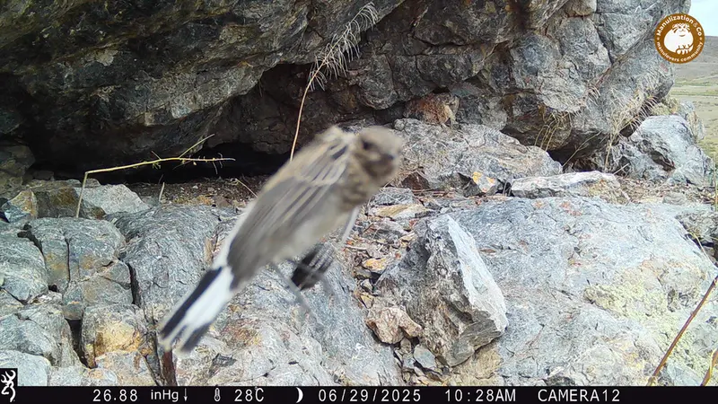 Фотография с манулом с фотоловушки Жунды 1