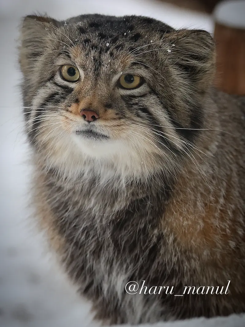 Фотография с манулом в Царстве Животных Насу