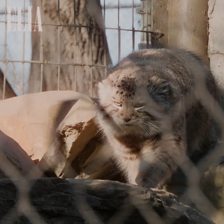 Фотография Олафа в Зоопарке Калгари / Институте Уайлдере