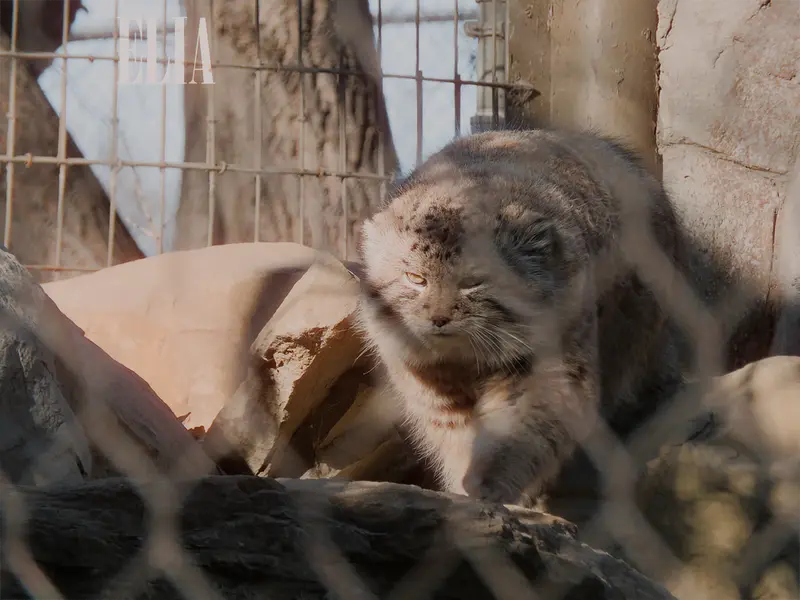 Фотография Олафа в Зоопарке Калгари / Институте Уайлдере