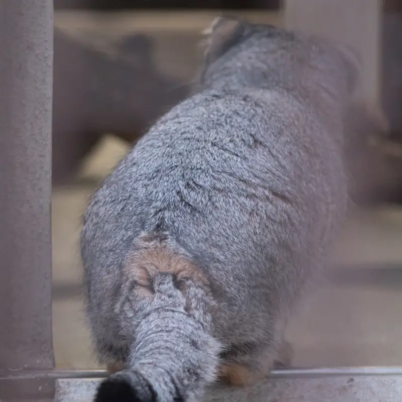 Фотография Фиги в Зоопарке Ногеяме