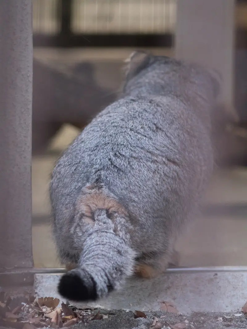 Фотография Фиги в Зоопарке Ногеяме