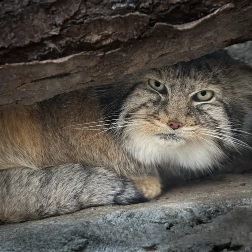Фотография Павла в Зоопарке и аквариуме Колумбуса