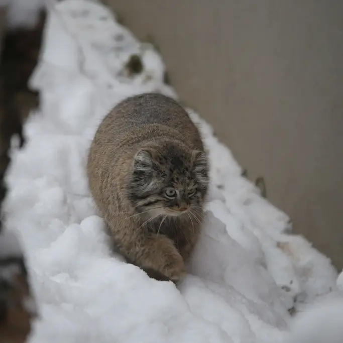 Фотография Улы в Гданском Зоопарке