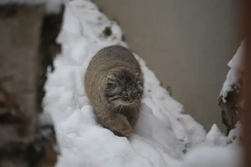 Фотография Улы в Гданском Зоопарке