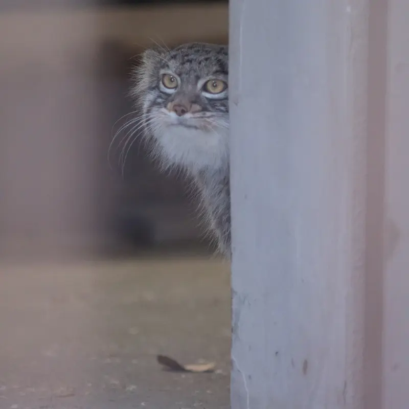 Фотография Фиги в Зоопарке Ногеяме