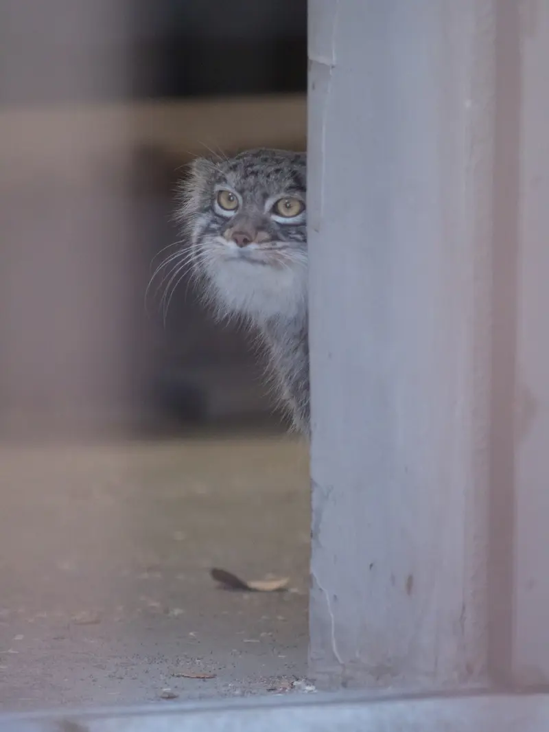 Фотография Фиги в Зоопарке Ногеяме