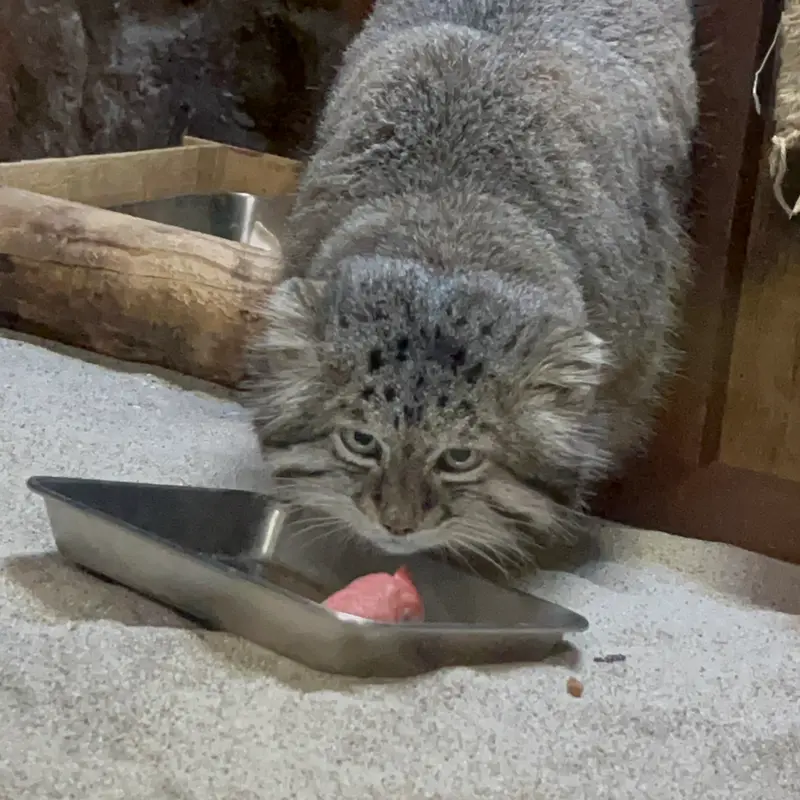 Фотография Клёна в Зоопарке Уено