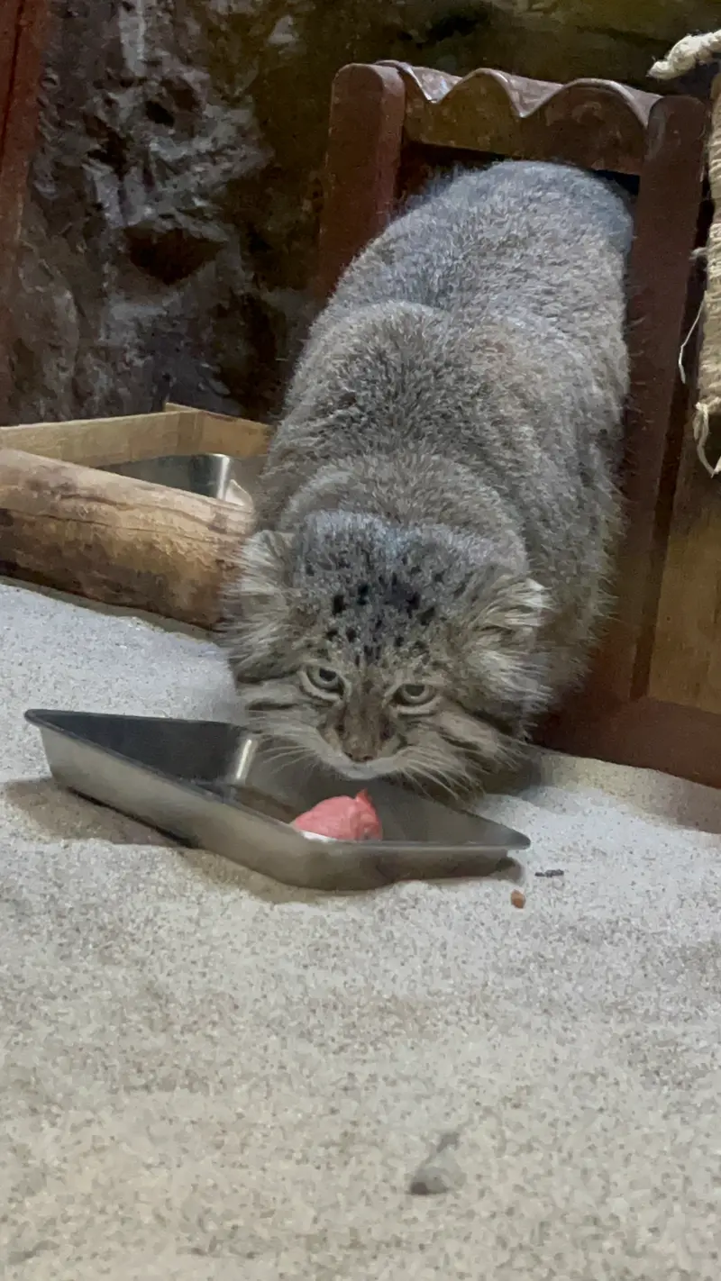 Фотография Клёна в Зоопарке Уено