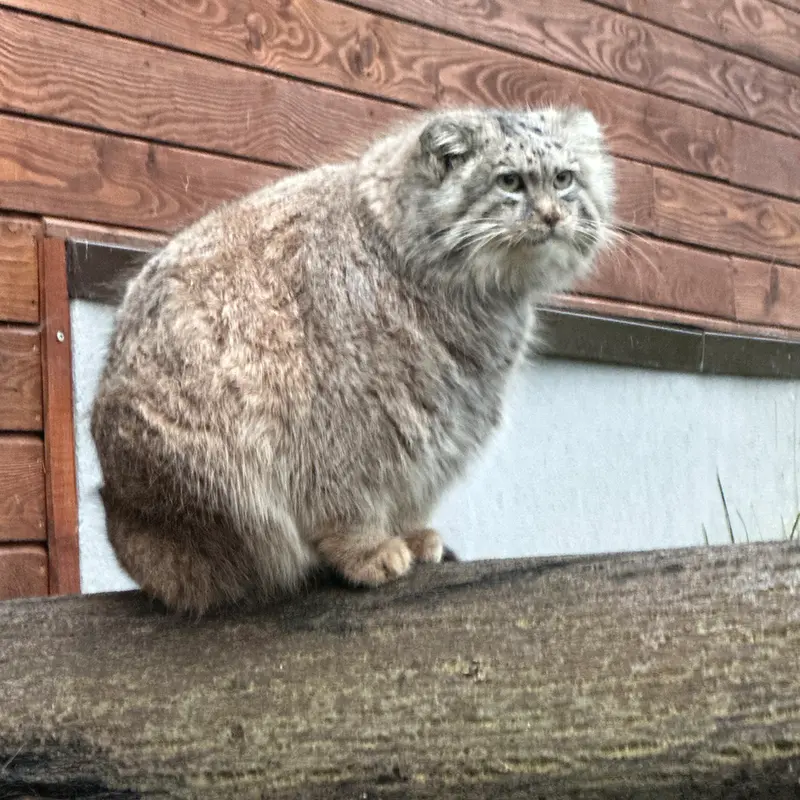 Фотография с манулом в Гданском Зоопарке