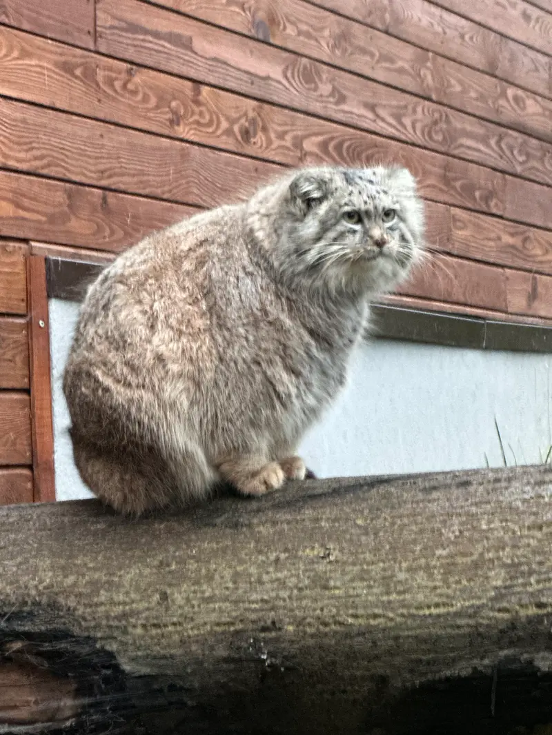 Фотография с манулом в Гданском Зоопарке