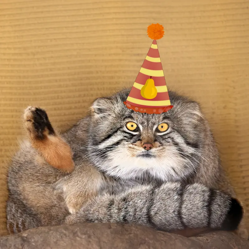 Фотография с манулом