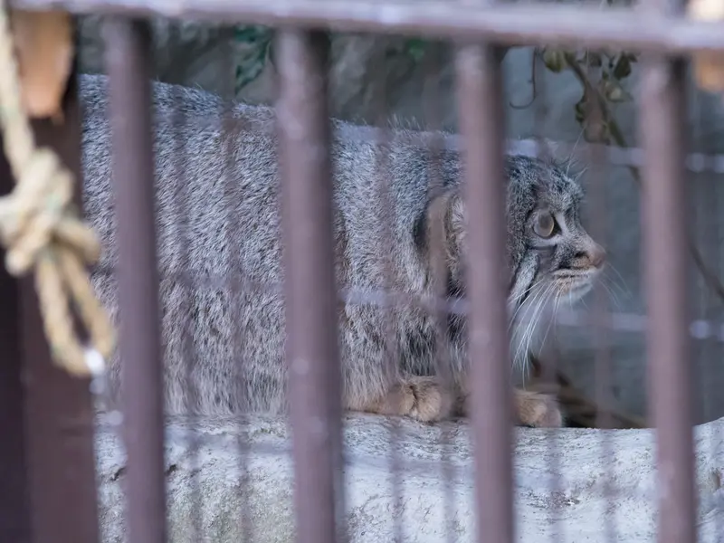 Фотография Фиги в Зоопарке Ногеяме