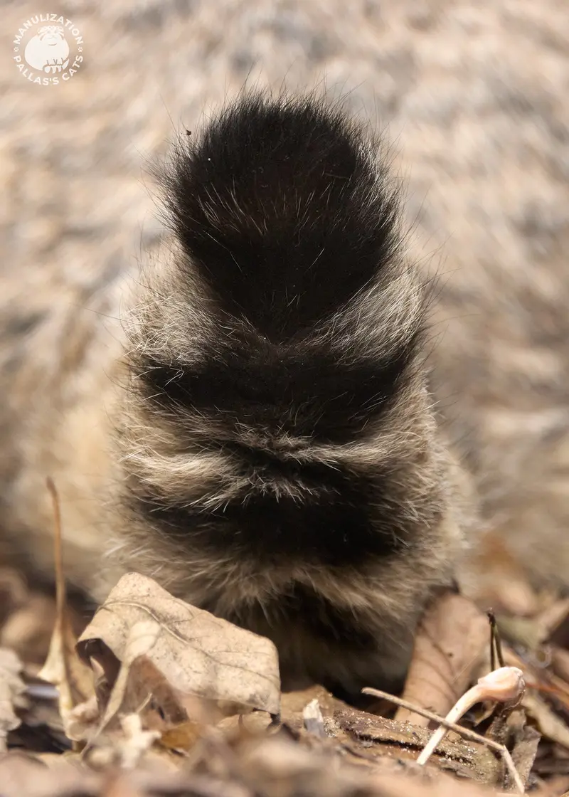 Фотография Катуни в Новосибирском Зоопарке