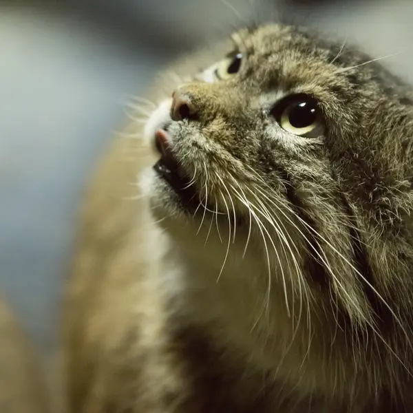 Фотография Примулы в Зоопарке Уено