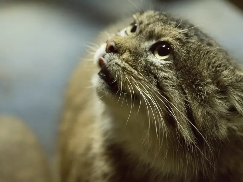 Фотография Примулы в Зоопарке Уено