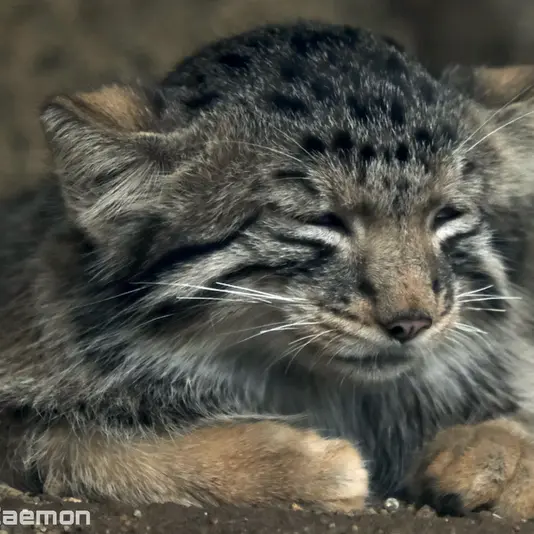 Фотография Нагому в Царстве Животных Кобе