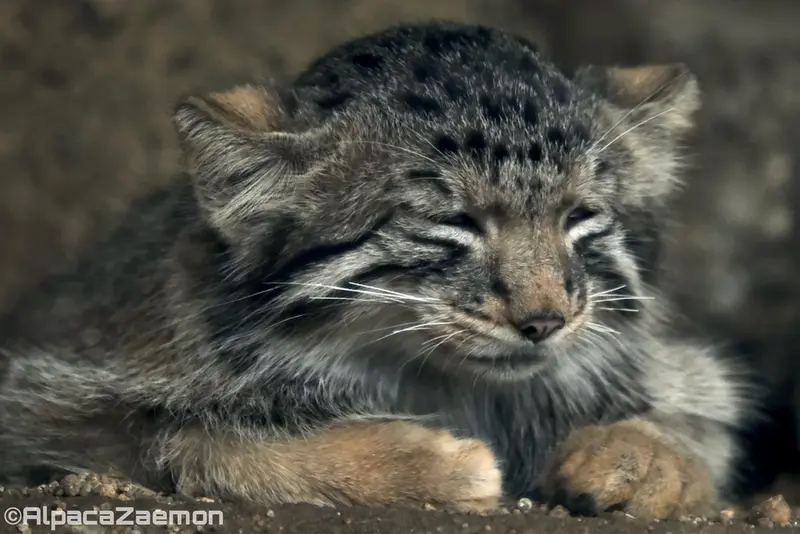 Фотография Нагому в Царстве Животных Кобе