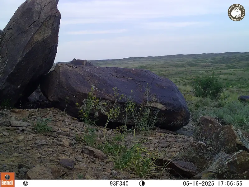 Фотография с манулом с фотоловушки Кошкар