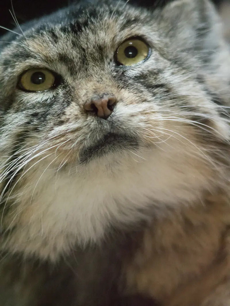 Фотография Примулы в Зоопарке Уено