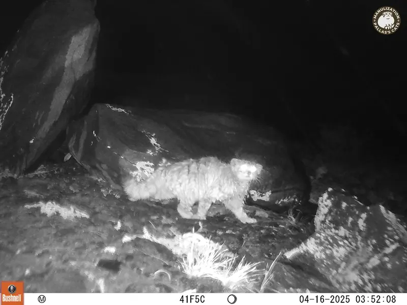 Фотография Сибирского Манула с фотоловушки Кошкар