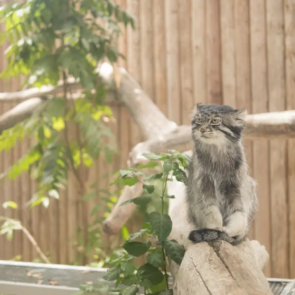 Фотография Нара в Царстве Животных Кобе