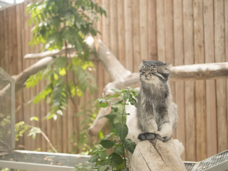 Фотография Нара в Царстве Животных Кобе