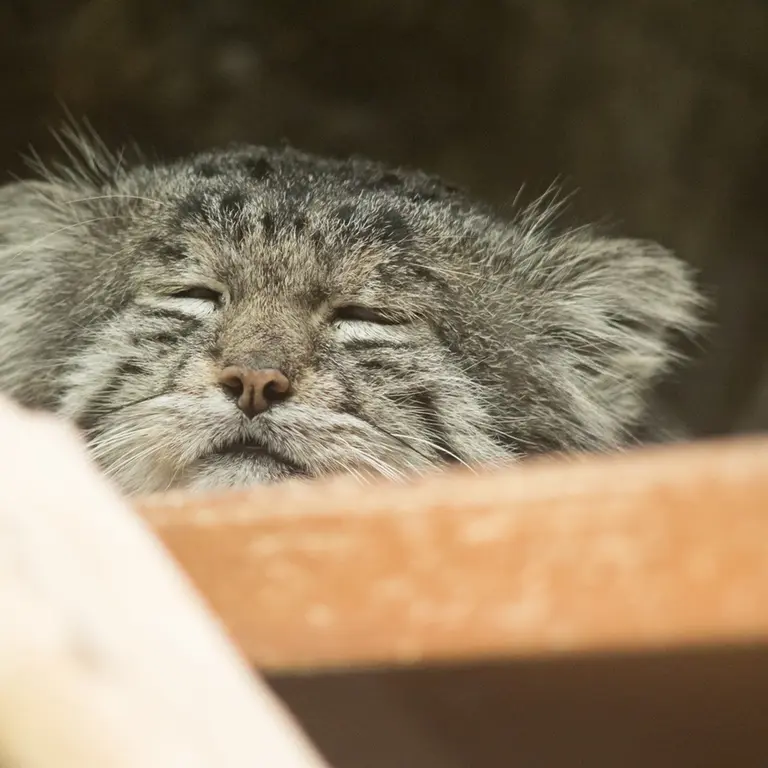 Фотография Клёна в Зоопарке Уено