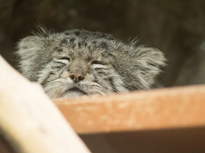 Фотография Клёна в Зоопарке Уено