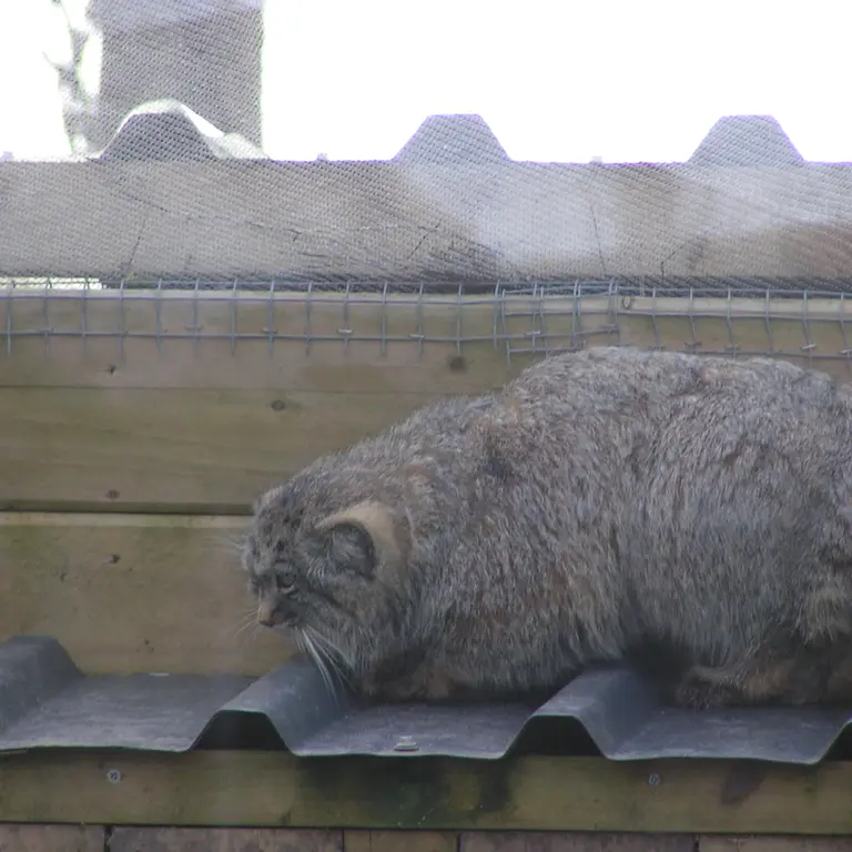 Фотография Алтая в Лэйклэнде Вайлдлайф Оазисе