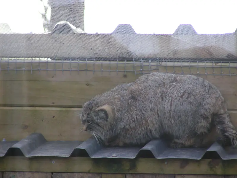 Фотография Алтая в Лэйклэнде Вайлдлайф Оазисе
