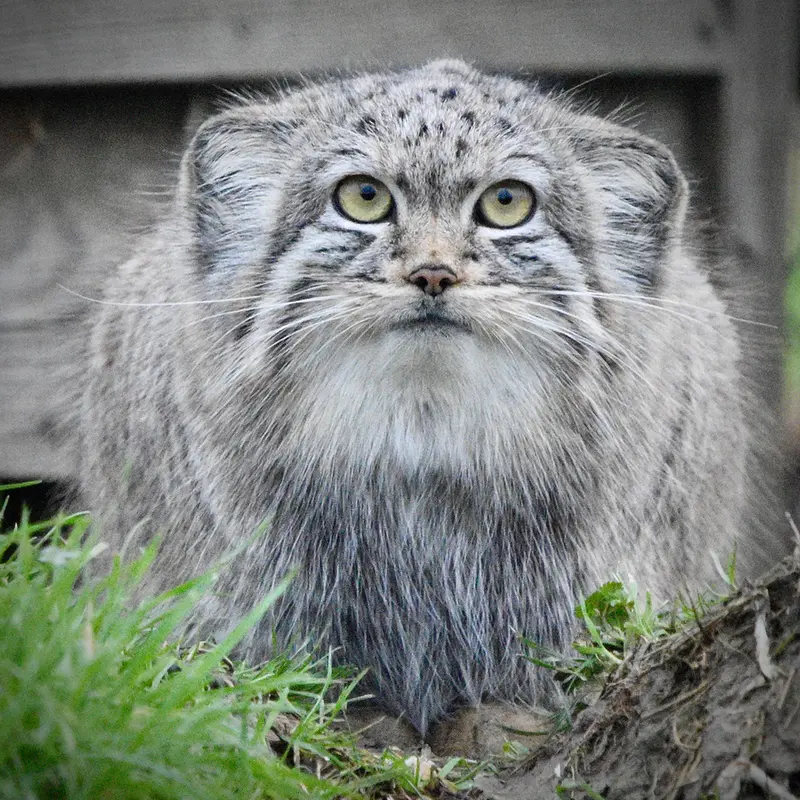 Фотография Хараа в Парке диких животных Порт-Лимпн